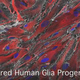 Illustration for article titled Scientists Enhance Intelligence of Mice with Human Brain Cells